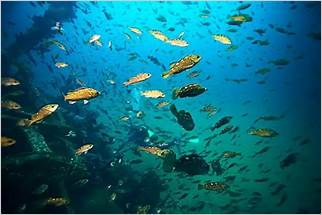 Belezas subaquáticas em Florianópolis