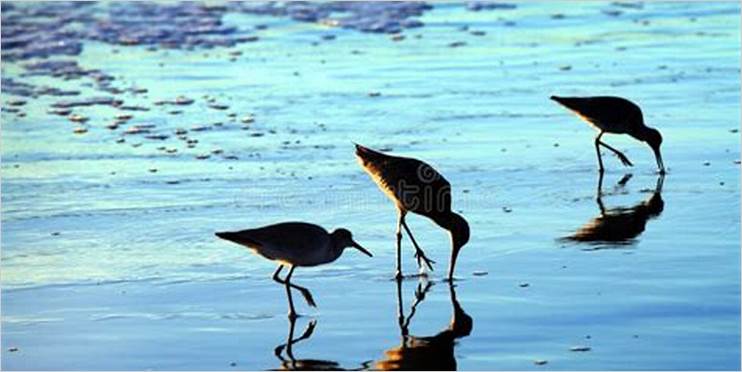 Fotografia de pássaros na Praia da Armação