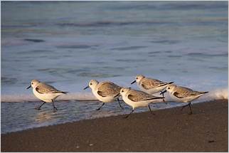 observação de aves na praia da armação um paraíso para ornitólogos